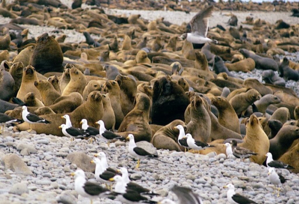 Las Islas Ballestas y su fauna