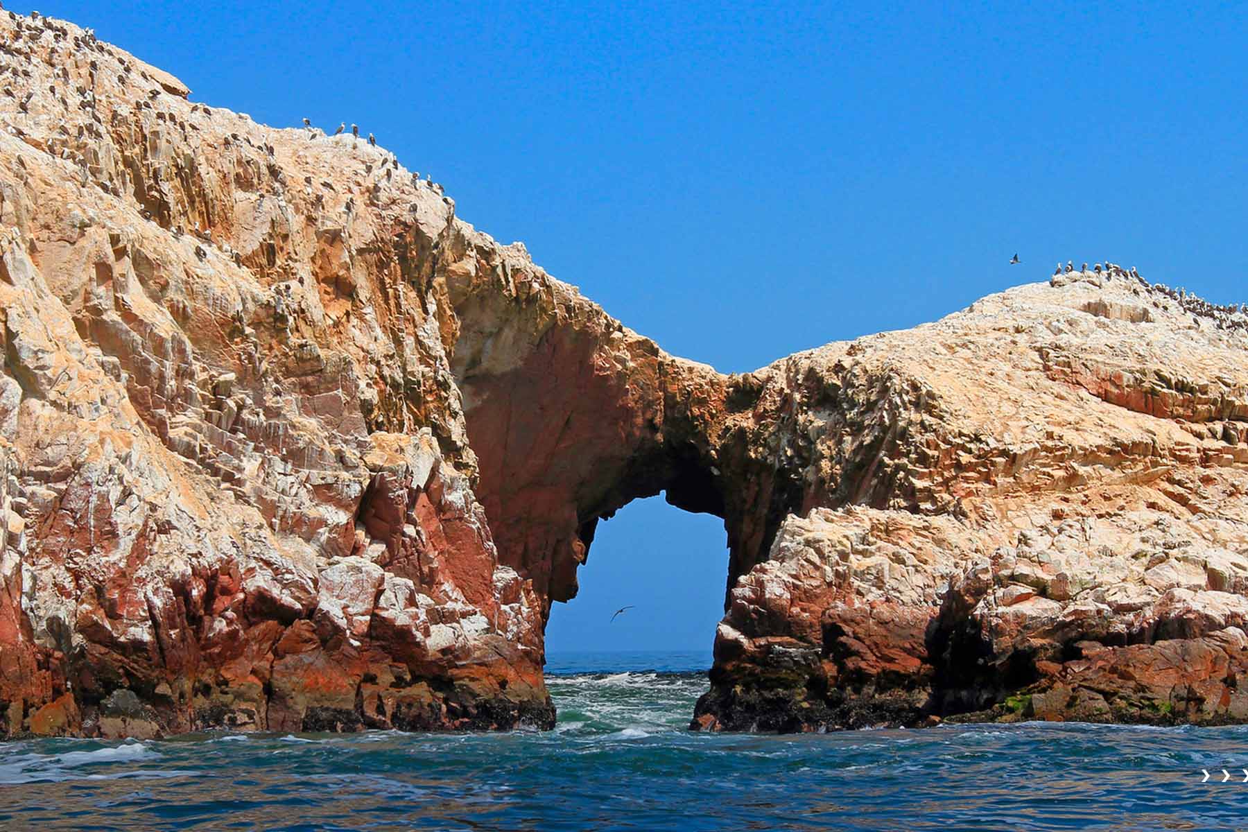 Islas Ballestas- las Galápagos del Perú paracas